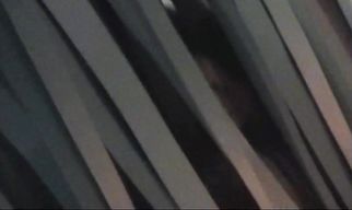 Ambitious Tanya gives a seductive blowjob